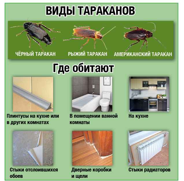 На фото описано про виды тараканов